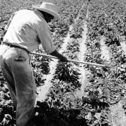 A Mexican farm worker (migrant worker) uses a hoe to weed a sugar beet field near Brighton, Colorado. He wears work pants, long sleeved shirt and a straw hat. Another worker is in the distance.