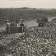 Using pitchforks, men unload sugar beets from horsedrawn and motorized wagons, probably in Colorado. Tilled fields, farm houses, and more workers are in the background.