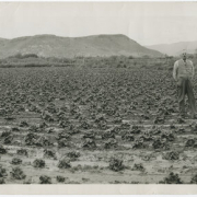 1926: Panoramic photo shows lettuce field situated between the farms of Joseph Sato and William S. Parrish near the San Luis State Road, Costilla County, Colo. Truck farmer Joseph Sato is standing middle left and William S. Parrish is on the middle right hand side.  A large cement structure in the distance behind Parrish is the former San Luis Roller Mills.  The flour mill was built, owned and operated by Parrish.  Constructed in about 1914, it was destroyed by fire in 1958.