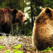 A mother grizzly bear, left, and her cub scarf up foliage in June 2002 near the Pahaska Teepee rest stop, just outside Yellowstone National Park, after a long winter hibernation. The grizzly, one of the first species to be enrolled on the Endangered Species List, has been making a strong comeback over the past 30 years.