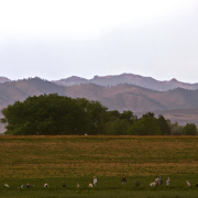 Workers weed an onion field at Grant Family Farms, the state's largest organic farm, near Wellington. To comply with regulations on organic produce, no herbicide is used, so all of the farm's fields must be weeded by hand. The farm also uses no pesticides, so it tries to improve the habitat for beneficial insects, hoping to keep enough of them around to prey upon and control the population of harmful insects.