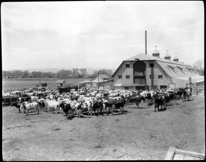 View of City Park Dairy barn in, Denver, Colorado; shows a corrugated metal barn with gambrel roof and ventilators. Guernsey cows are in the yard; lettering reads: "The City Park Barn."
