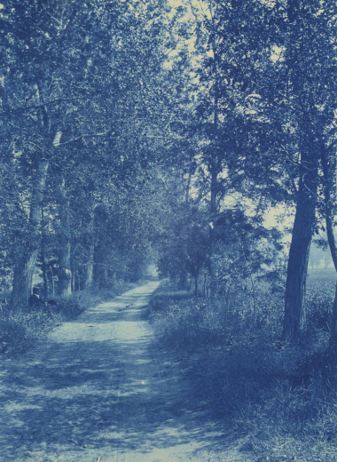 View of a dirt road lined with cottonwood trees in Harman (formerly Arapahoe County, now Denver), Colorado.
