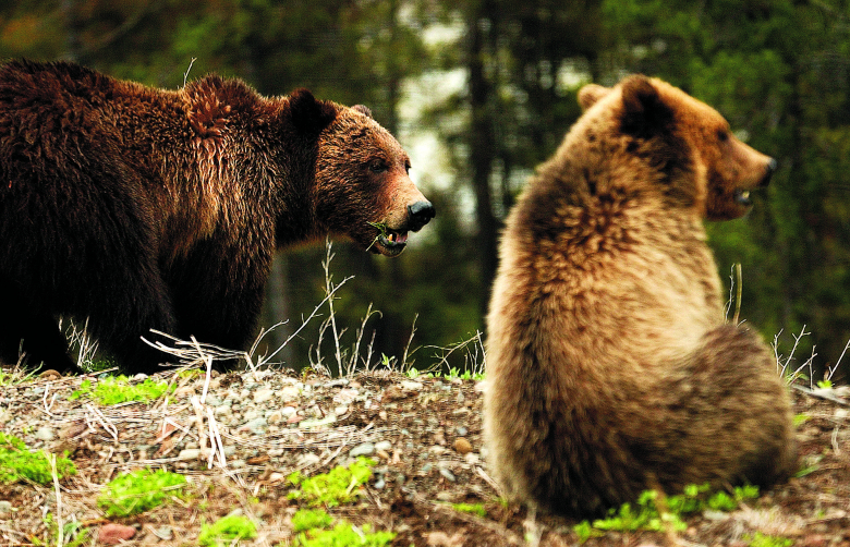 A mother grizzly bear, left, and her cub scarf up foliage in June 2002 near the Pahaska Teepee rest stop, just outside Yellowstone National Park, after a long winter hibernation. The grizzly, one of the first species to be enrolled on the Endangered Species List, has been making a strong comeback over the past 30 years.