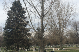 Tranquil Moment at Fairmount