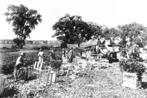 Celery harvesting on the Platte River Bottom