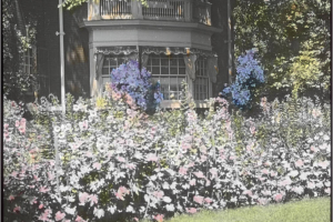 Wildflower garden outside a home
