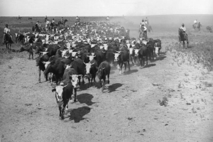 A view of a cattle drive on a Texas ranch shows a herd of cattle and cowboys on horseback.