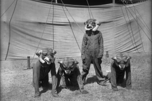 Four people dressed in union suits with large tiger masks that cover the entire head pose near a circus tent, Sunflower (Flower) Carnival, Colorado Springs, El Paso County, Colorado. Three people stand on their hands and knees, one stands.