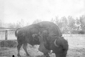 View of a bison in a pen in Colorado.