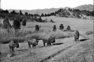 Four buffalo in Genesee Park, Denver Mountain Park, Colorado; open glade area with scattered pines and aspens stands; fence and Rocky Mountains in background.