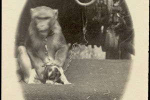 A monkey and puppy, with the Sells Floto Circus and Buffalo Bill's Wild West Show, sit on the ground next to each other. The monkey rests its hand on the head of the puppy.  The monkey wears a chain around its neck connected to a ring on the bottom of a circus trailer.
