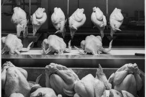 View of an assembly line with dressed turkeys in Colorado. Shows the carcasses on a conveyor belt and hanging from hooks.