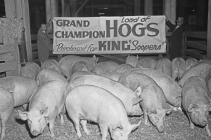 Pigs stand in a pen at the National Western Stock Show at the Denver Stock Yards in Denver, Colorado. A sign reads: "Grand Champion Load of Hogs Purchased for King Soopers."