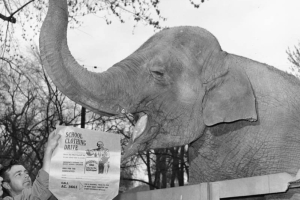 View of Cookie the elephant at the Denver Zoo in Denver, Colorado; a man holds a bag printed with: "School Clothing Bag," and "Goodwill Bag - Jobs for the Handicapped."