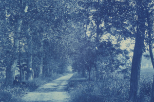 View of a dirt road lined with cottonwood trees in Harman (formerly Arapahoe County, now Denver), Colorado.