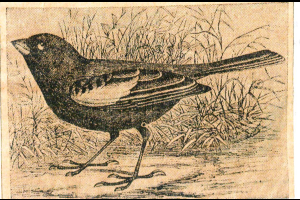 Part-time Colorado Resident and State Bird