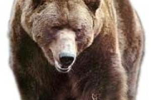 Grizzly Bear